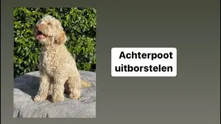 Je doodle borstelen doe je zo: de DoodleHairDo manier deel 2