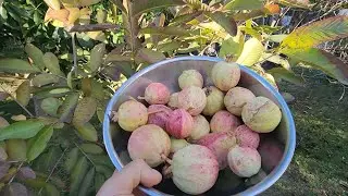 A Taste of Paradise in Winter! Last Harvest & Taste for Mexican Cream Guavas