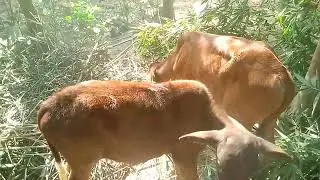 Peaceful  Beautiful  Feeding Time | Satisfying Farm Life Moments