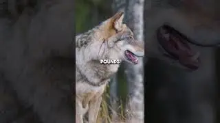 Top 5 Crazy Wolf Facts About The Pack Leaders #wolf #wildlife