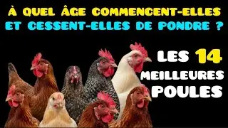 ​Découvrez la Durée de Vie Productive des 14 Meilleures Races (Âge de Début et de Fin).