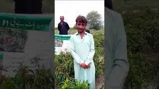 #Thikiban #sheralisons#Tarnab seeds *chilli verity HOT baby F1*excellent prformans