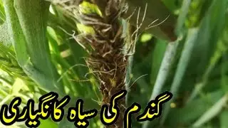 what is the Loose Smut Rust,How to control Loose Smut Rust in Wheat Crops,Fungiside Folier Apply?