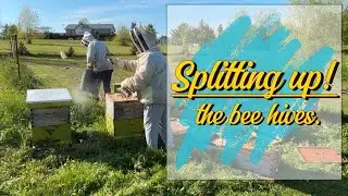 Watch Us Split Bee hives | Spring Bee Hive Splitting & Maintenance in Action 🐝