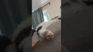 Purrfectly pawsome