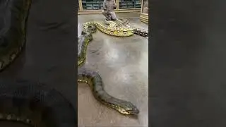 Python против Anaconda