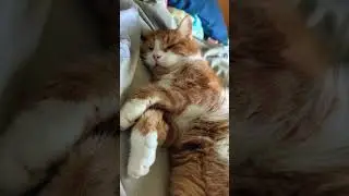 just a quick catch up #cat #gingercat #catshorts #fatcatsfamily # sleeping cats#gingercat #christmss
