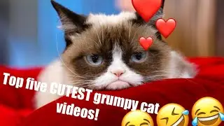 Top five CUTEST grumpy cat videos! 😂😂 COMPILATION || ImageMacro County