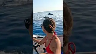 Epic dolphin show while trolling! 🐬🎣 #fishing #fish #dolphins  #sailinglife #travel #shorts #fyp