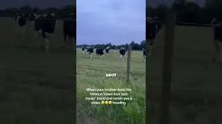 Cows Hilarious Reaction to Jazz Music