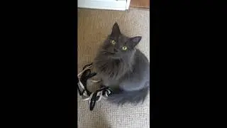Cute Nebelung cat wants to play!