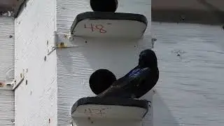 Hirondelle noire - Progne subis - Purple Martin Hirondelle noire - Progne subis - Purple Martin