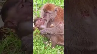 Most  Funny baby monkey kissing her Monkey Mom 🤣🐒#baby #love #002 #animals #funny #monkey #shorts