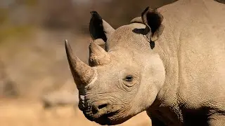Legacy Need For Speed Cop Tactics: Rhino Ram Head-On