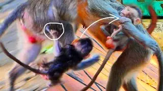 After Young Mom Rr.e.j.e.c.t.e.d t.h.i.n tiny baby monkey looks Hh.a.r.d cling to Mom running fast