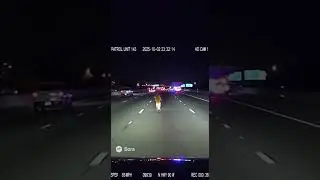Police Chase: Dog on Scooter 🐕🛵🚓