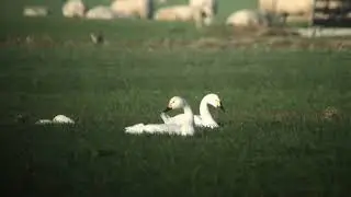 Bewick's Swan   Kleine zwaan   Hondsdijkse Polder   The Netherlands   Luuk Punt 251228 1