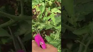 tamota pruning #shortsvideo #trend #viral