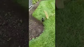 Edging Beds Landscape