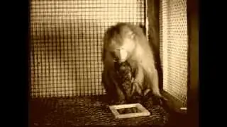 Retrolectro Biology XVIII (Intelligent Monkey Music with The Swing Ninjas - Primate Shake)