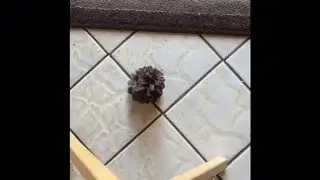 Pretend bowling with pinecone