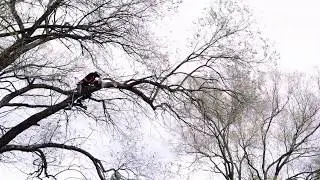 (Tree Pruning in Action!) Tree Surgeon Hastings - E Sussex - Call 01424 400 240