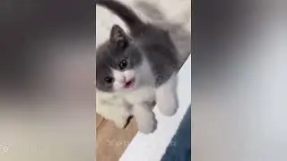 &ldquo;Press play if you love cats ❤️🐈&rdquo;