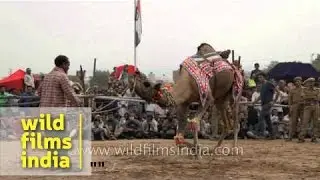 Camel dance competition, Pushkar fair - Rajasthan