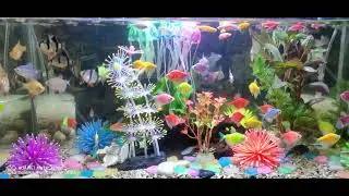@dianaromaen @FunForKidsTVHindiRhymes #fish