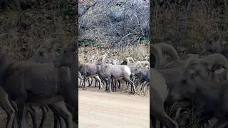 😳OMG that is a lot of big horn sheep in Colorado🏔️🐏 #rockymountains #rockymountainbighorn #rams