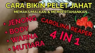 CARA BIKIN PELET JAHAT 4 IN 1 | PELET CAROLINA REAPER