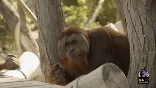 How Denver Zoo&rsquo;s Orangutans Reacted to LIVE Music From the Colorado Symphony