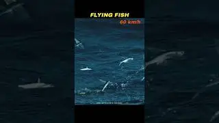 Fastest Marine Animals 🐟