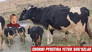 Rossiya Davlatidan Chorni Pyostira Yetuk Bug'ozlar Keldi