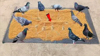 How To Catch Wild Pigeon In Your Rooftop !! How To Trap Pigeon !! @ALLPETSVLOG567 