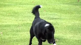 Epic Dog Running in Slow Motion