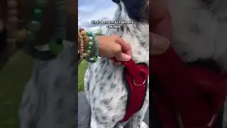 Encourage good walking behaviour to prevent pulling with this harness #dog #dogwalking #dogpulling