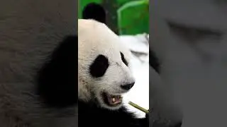 Panda parent-cub dynamics #wildlife #nature #panda