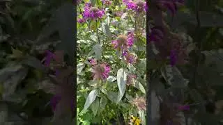 Монарда двойчатая☘️ Monarda didyma - яркий акцент в саду #garden #сад