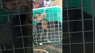 Rescuing a Cat Trapped in a Deep Well: A Two - Day Tale of Determination - AWCS | Cat rescue |