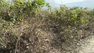 Bihar ka munger district ka bhikhakita village ka sine