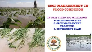 How to protect crops from floods I India flood damage I Monsoon floods devastate Punjab's crops,