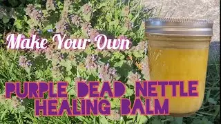 Purple Dead Nettle Healing Balm 》 Forage for Medicine! 》Antimicrobial, antifungal, healing salve