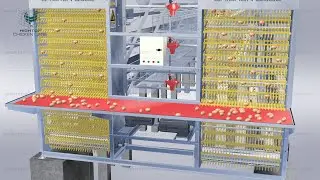 Chicken Farm Automatic Egg Collection System, Egg Collector & Chicken Feeder for Poultry Farming