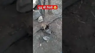 #india #youtube #youtubeshorts #funny #funnyvideo #war #comic #reels #reel #monkey #warriors #masti