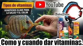 Las vitaminas 💊 en nuestros peces discos, importancia y cuando no debemos dejar de aplicarlas.