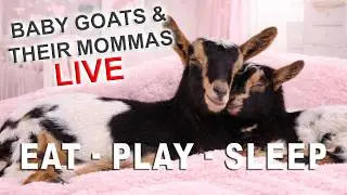 🐐 Live Pregnant Goat Barn - Syman Says Farms - Come On In 🐐