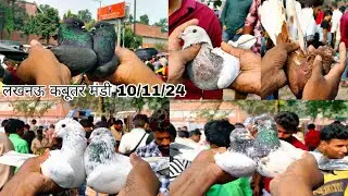 Lucknow Kabootar Bazaar 10/11/24 New Video 2024