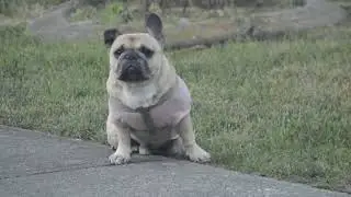 Rottweiler scared of some random pug