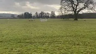 David Millichap & Rose - South Wales Nursery Final 2024